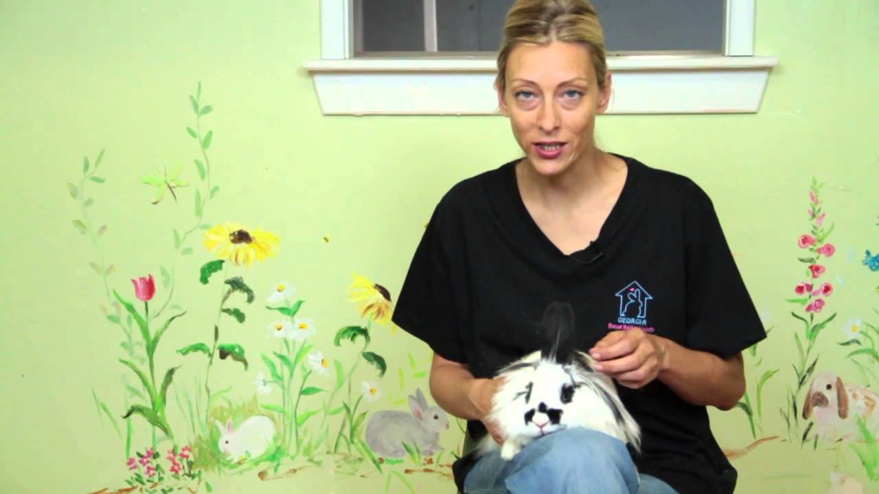 What Can I Feed My Lionhead Rabbit? : Rabbit Care