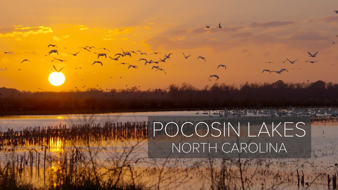 Discovering Pocosin Lakes: A Wildlife Haven In North Carolina | Exploring Creation Vids