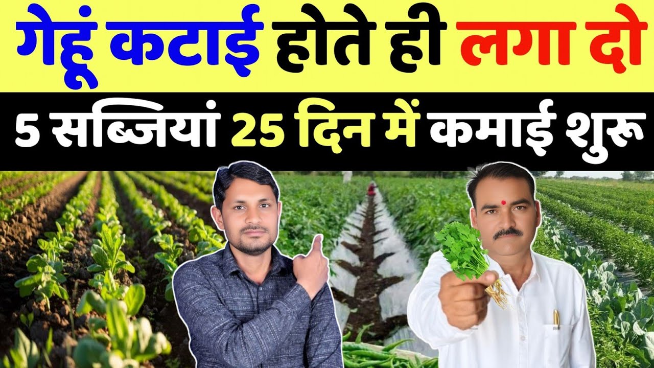गेहूं काटने के बाद कौन सी सब्जी लगाएं | gehu katai ke bad kaun si sabji lagaen | sabji ki kheti