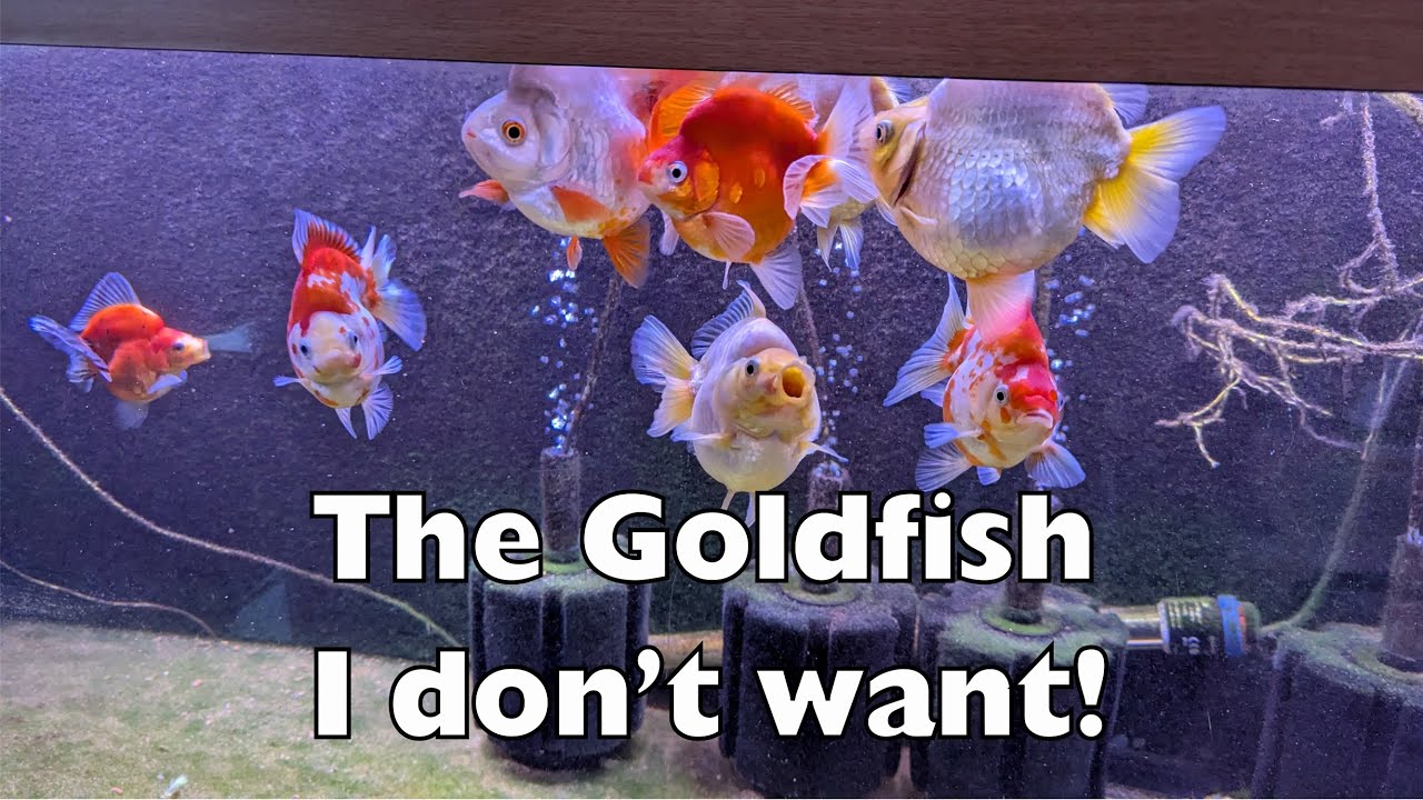 My Ryukin Goldfish that I bred and now I don't want to breed from.