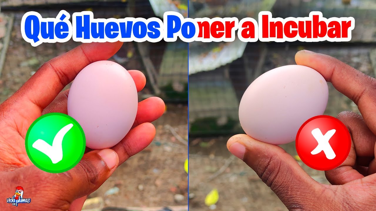 Que Huevos ponerle a una Gallina o Pata Clueca 🥚Escoger Huevos para Incubar y Sacar los Pollitos