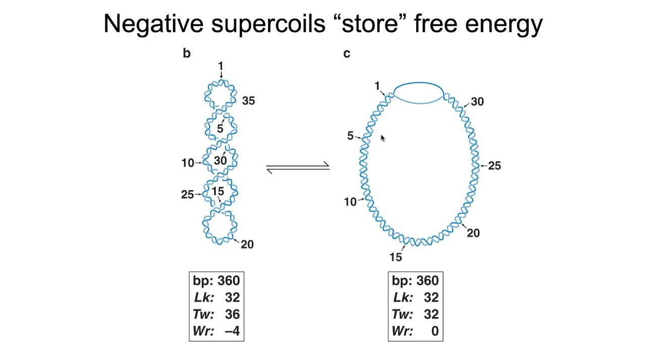 DNA Topology