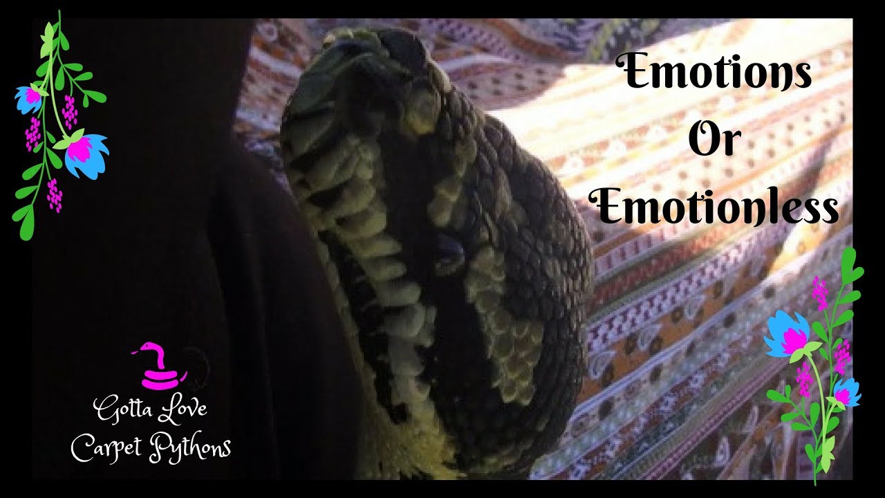 Snakes Are Emotional Beings Part 1