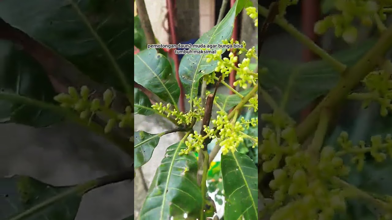 tips bunga mangga tumbuh maksimal dgn potes daun muda #mangga #tipspembuahanmangga #tabulampot