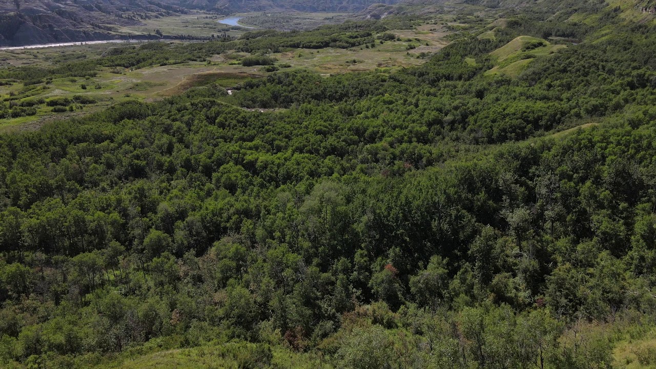 Dry Island Buffalo Jump - Random footage