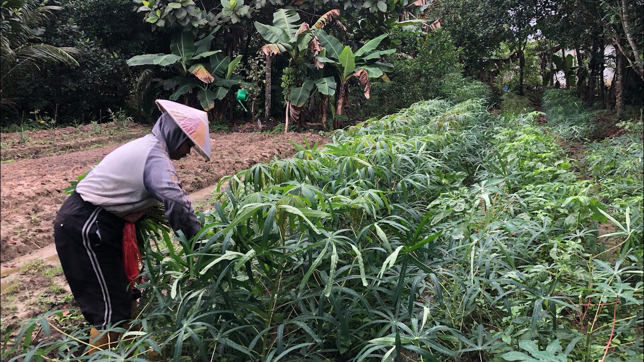 HAMPIR 2 BULAN TANAM DAUN SINGKONG DAYAK SUDAH BISA DIPANEN II PANEN PERDANA 20 IKAT & 2 IKAT BAYAM 
