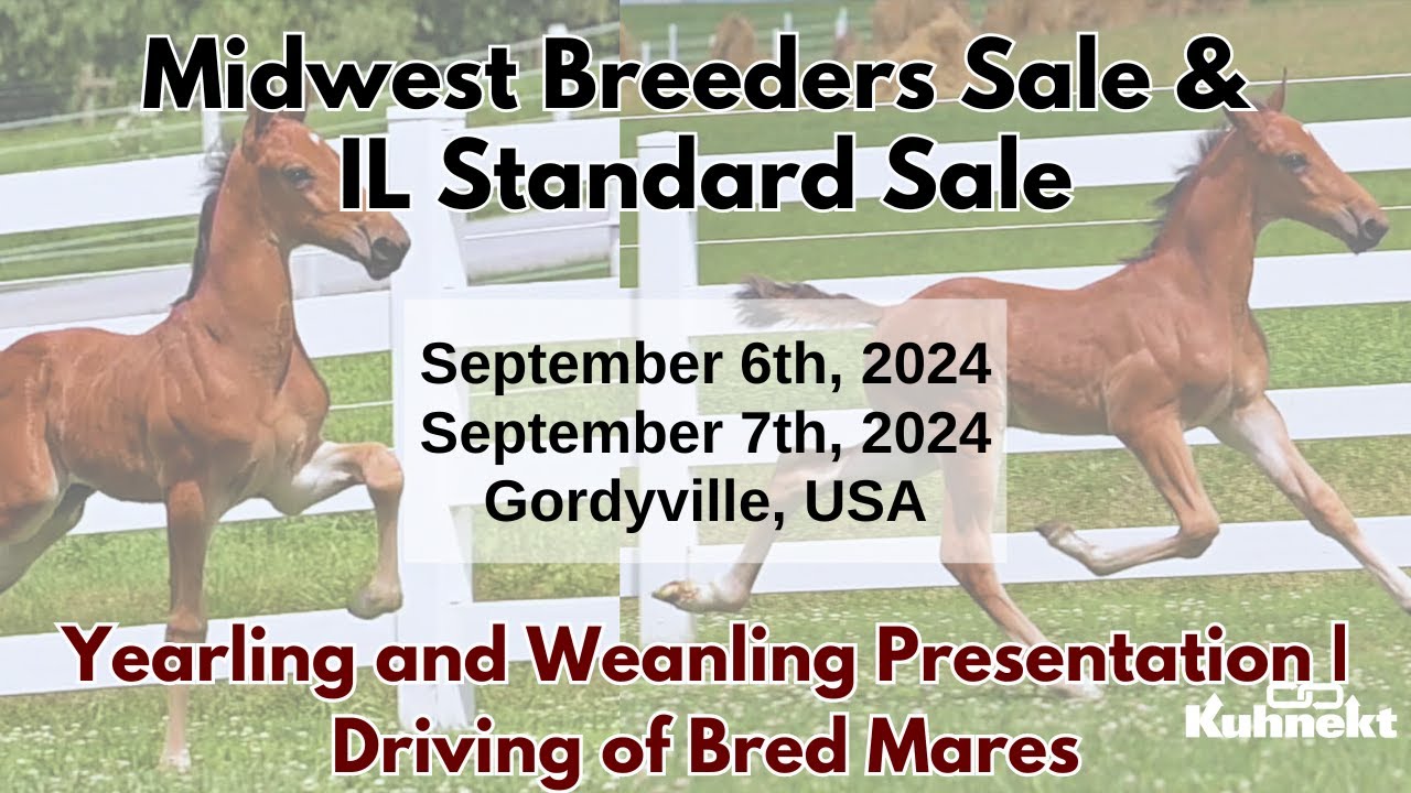 Yearling & Weanling Presentation / Driving of Bred Mares - 2024 Midwest Breeders Sale & IL Standard