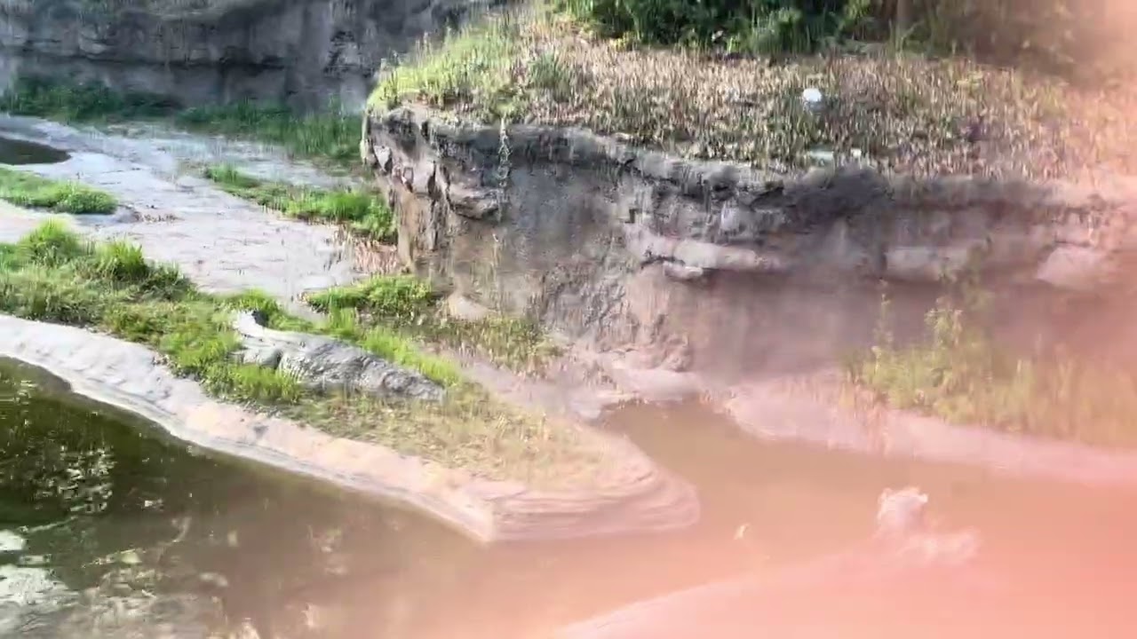 Kilimanjaro Safaris POV and line.