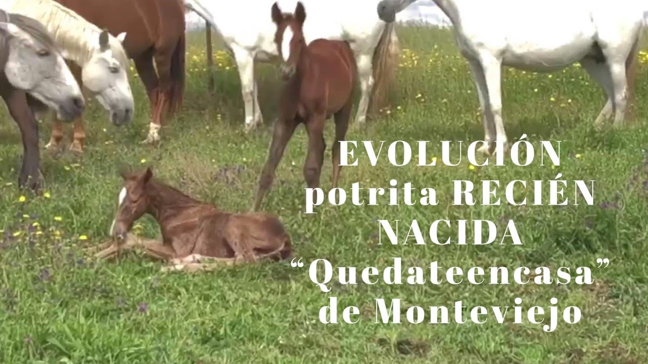 Yeguada: EVOLUCIÓN de Potrita 