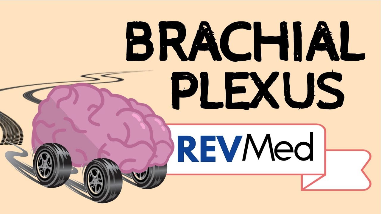 The Brachial Plexus under 5 minutes! - Anatomy