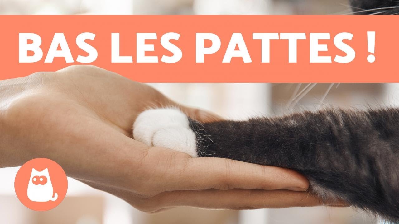 Pourquoi les chats n'aiment pas qu'on leur touche les PATTES ? 🐱🐾 (7 raisons)