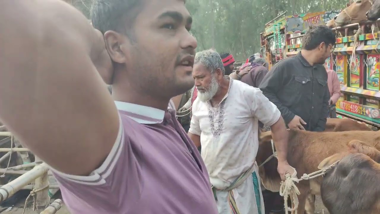 হাট সেরা  কিছু শাইওয়াল ষাঁড় বাছুর দামদর আমবাড়ি হাট দিনাজপুর। 