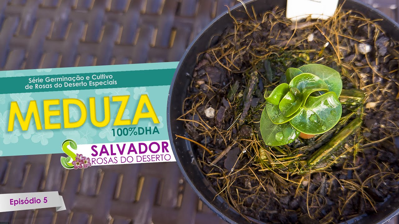 É com muito prazer que lhe apresento a ADENIUM MEDUSA DHA a rosa_do_deserto mais desejada do memento