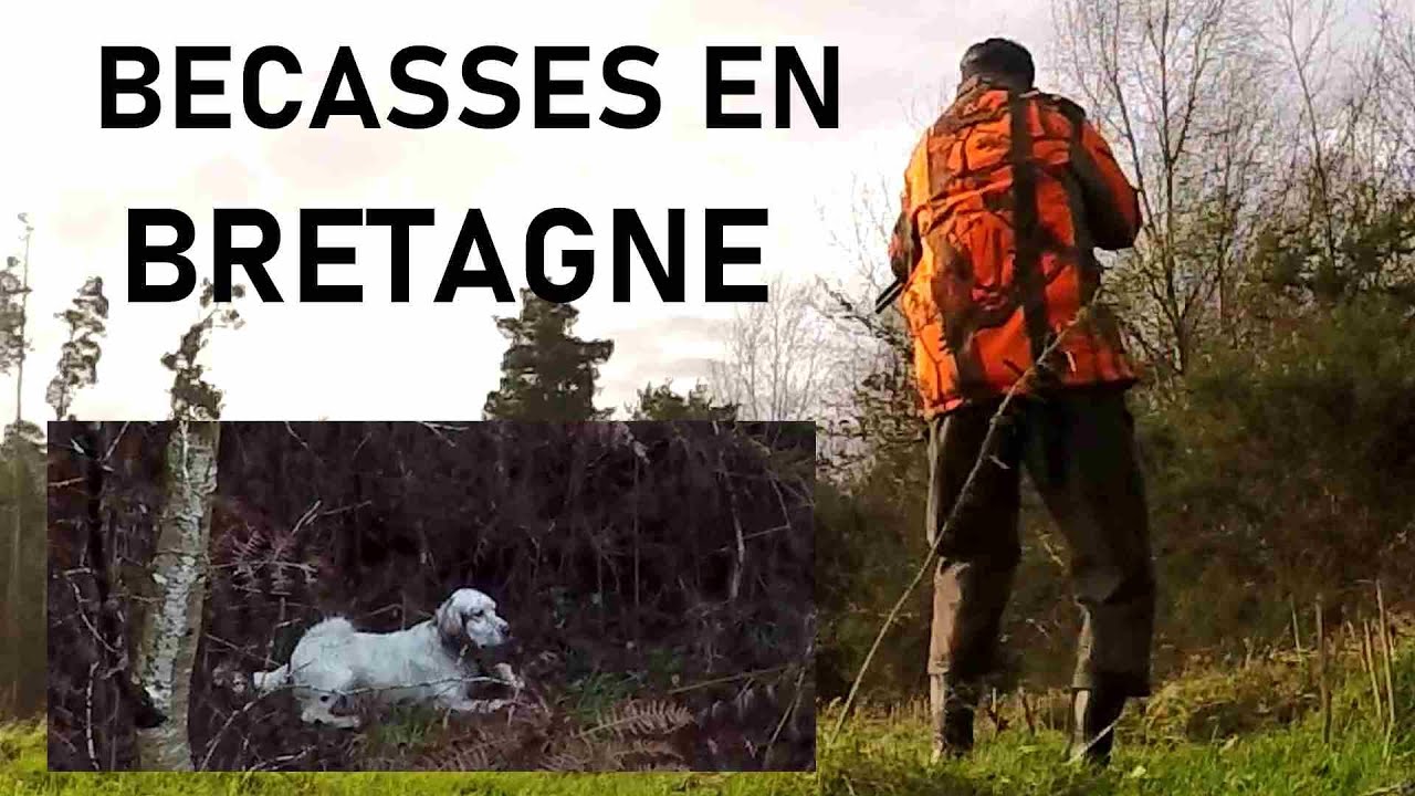 BECASSES novembre en Bretagne avec setters anglais