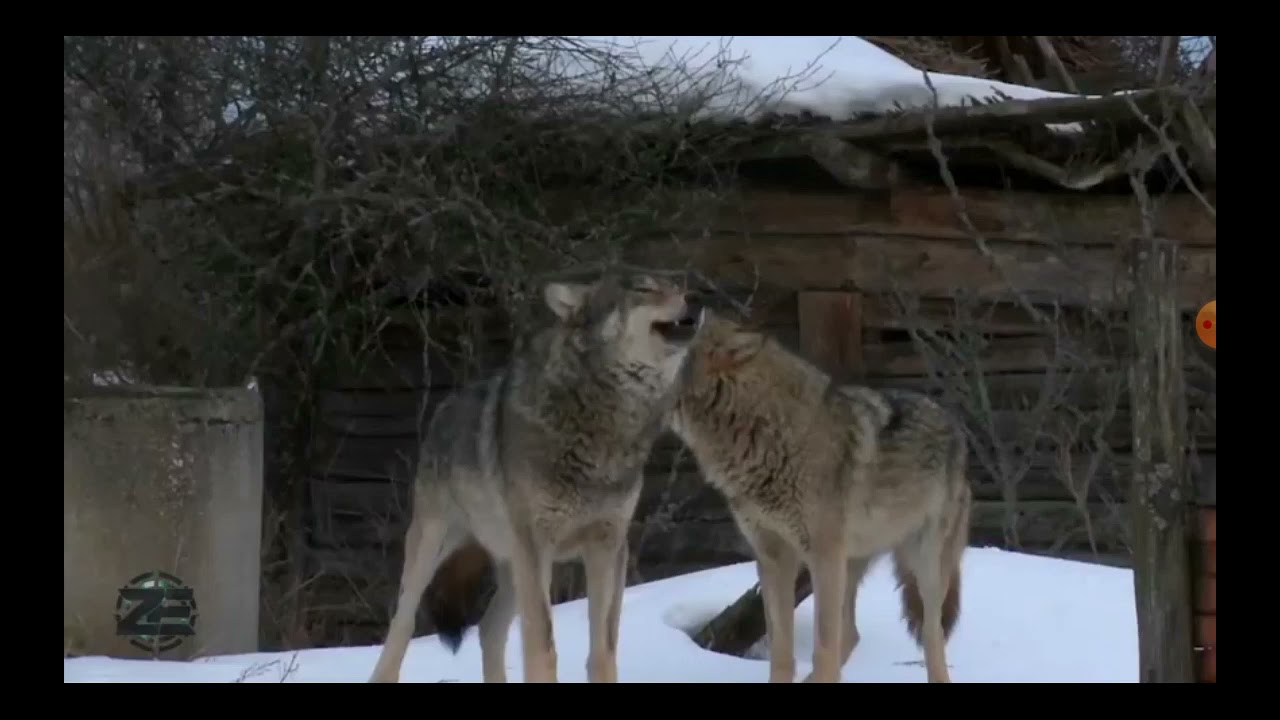 lobos aullando I ladridos de loba alfa xddd