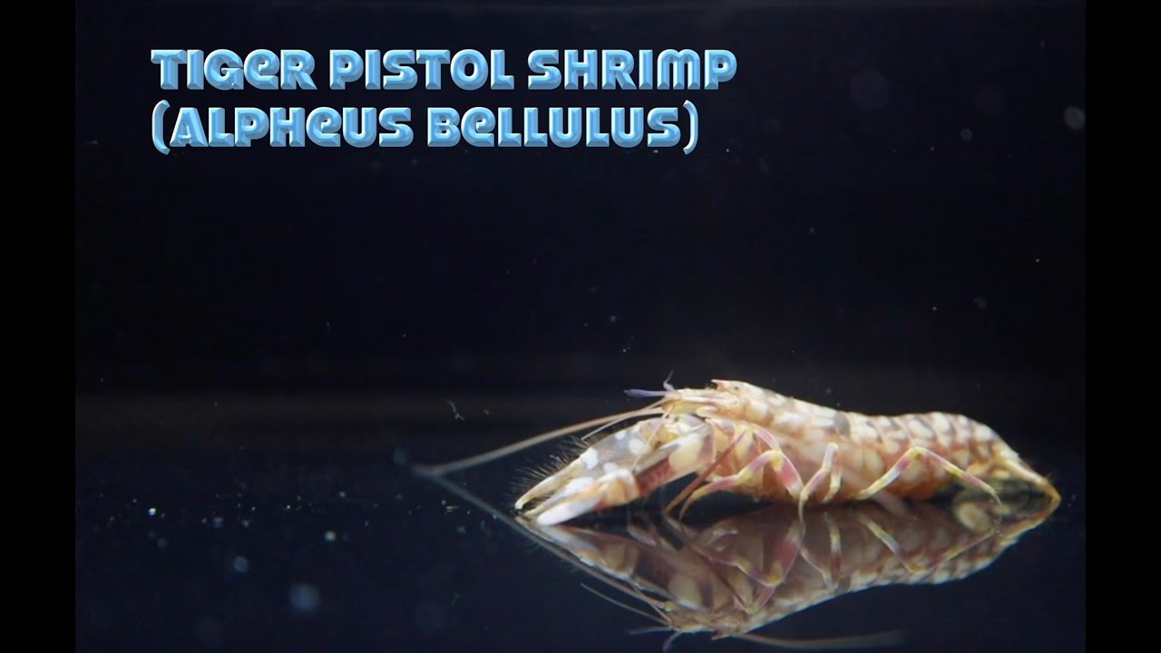 SMC Aquatic Studio - Invert Series - Episode 1 - Tiger Pistol Shrimp