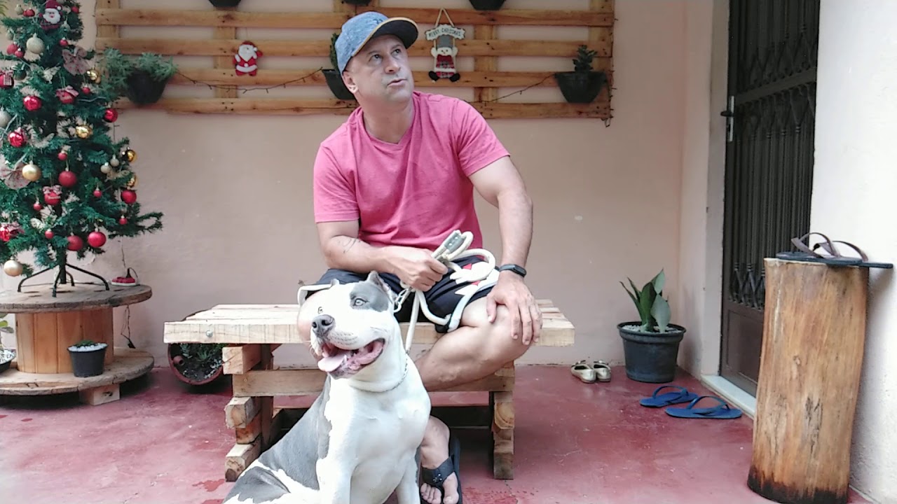 adoção de cães adultos. É seguro? saiba como fazer.