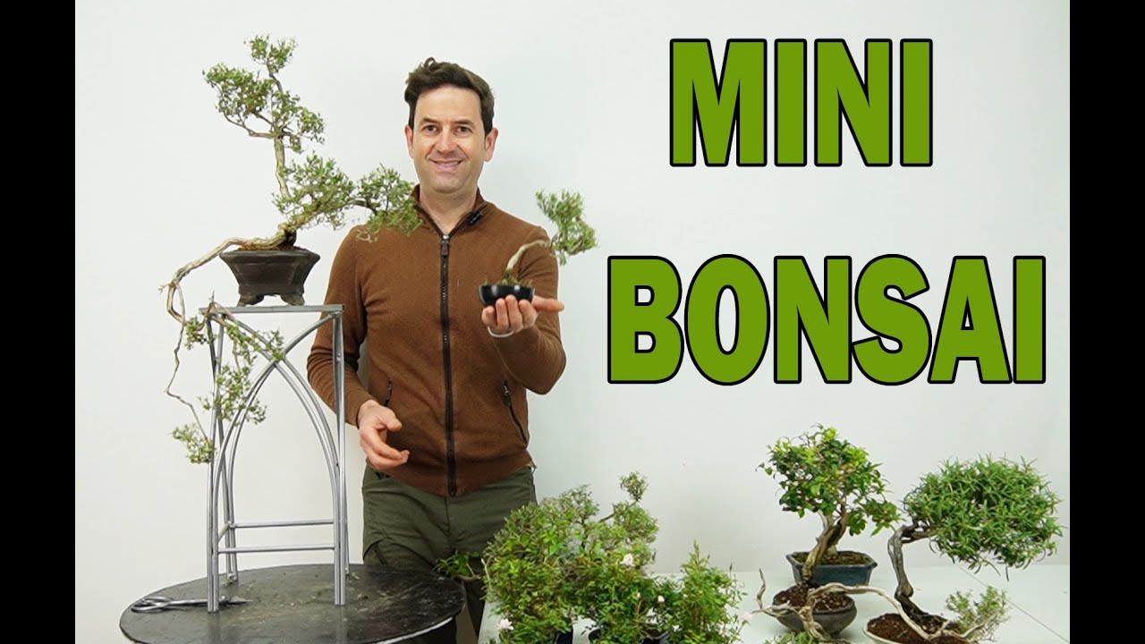 MINI BONSAIS TIPS DE CULTIVO
