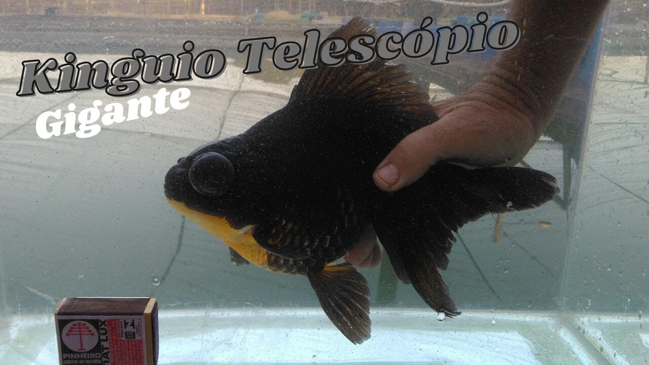 KINGUIO TELESCÓPIO GIGANTE