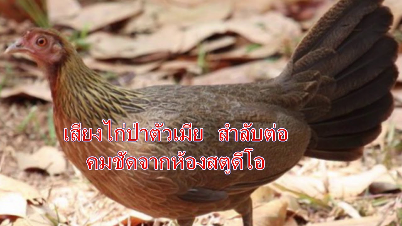 เสียงไก่ป่าตัวเมีย  สำลับต่อ คมชัดจากห้องสตูดีโอ