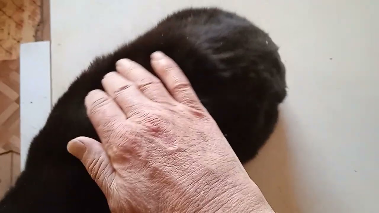 cat 😺