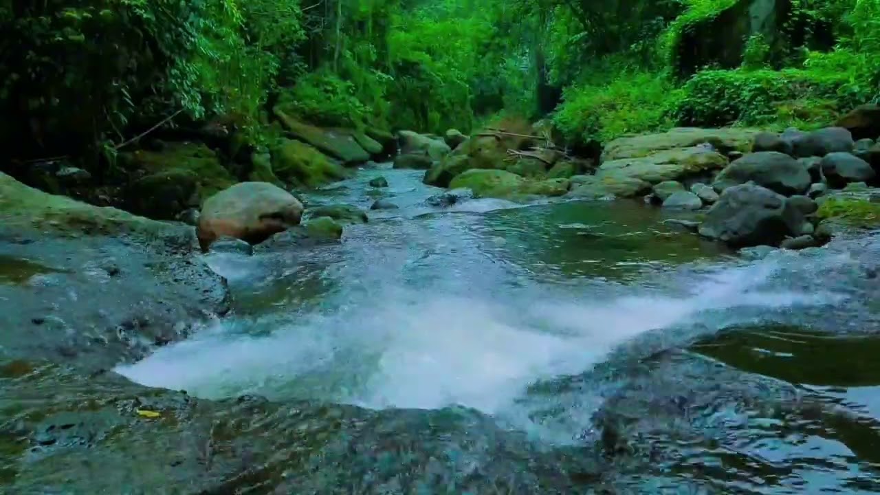 Nature ASMR: Tropical Forest River 🌊 Deep Focus for Studying, Working & Reading