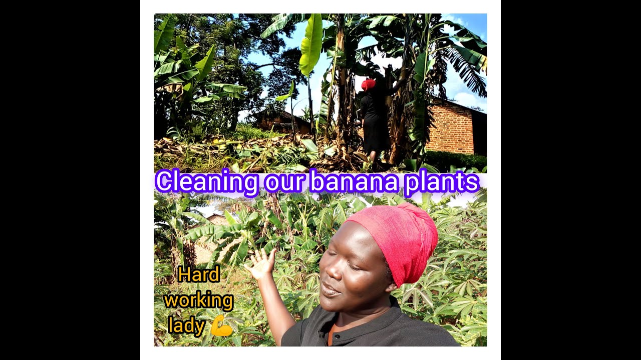 Gardening// Pruning our banana plants using local tools found in the kitchen.