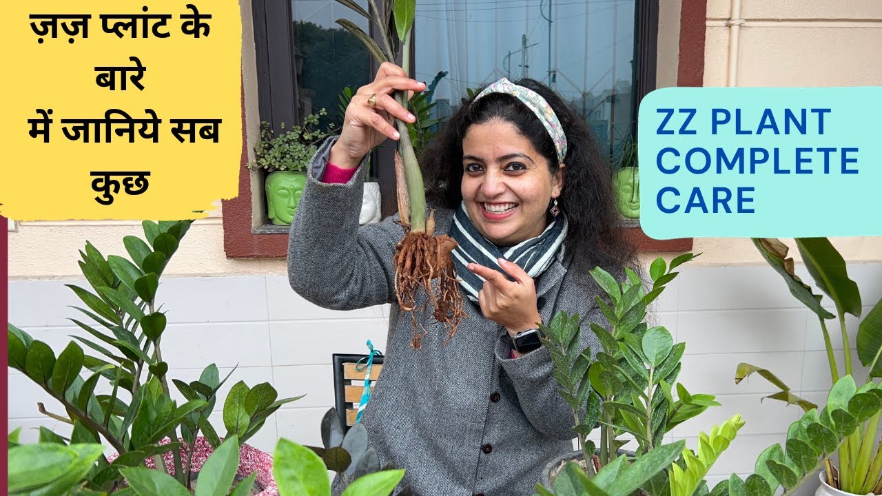 Tips for growing ZZ plant || zz पर पूरी जानकारी  || Purpose of Life #getmyharvest