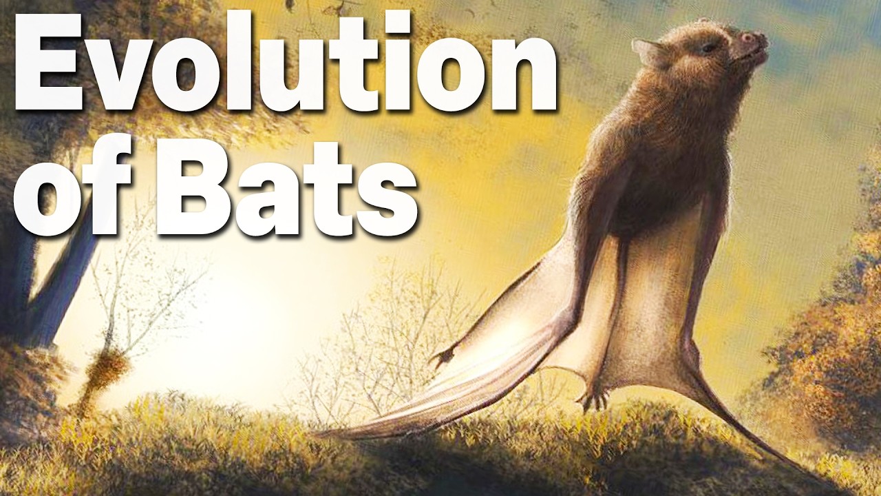 The Truth of Bat Evolution
