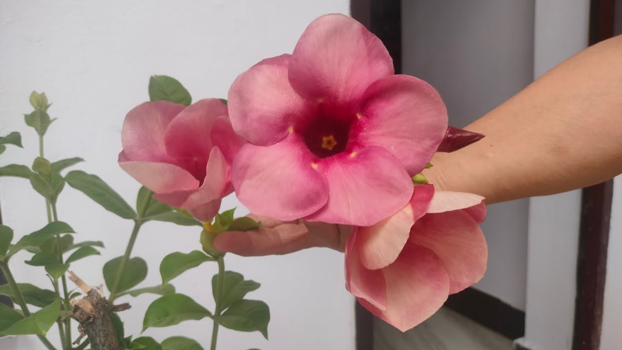 अलमांडा के पौधे के बारे में जानिए। My Organic Garden