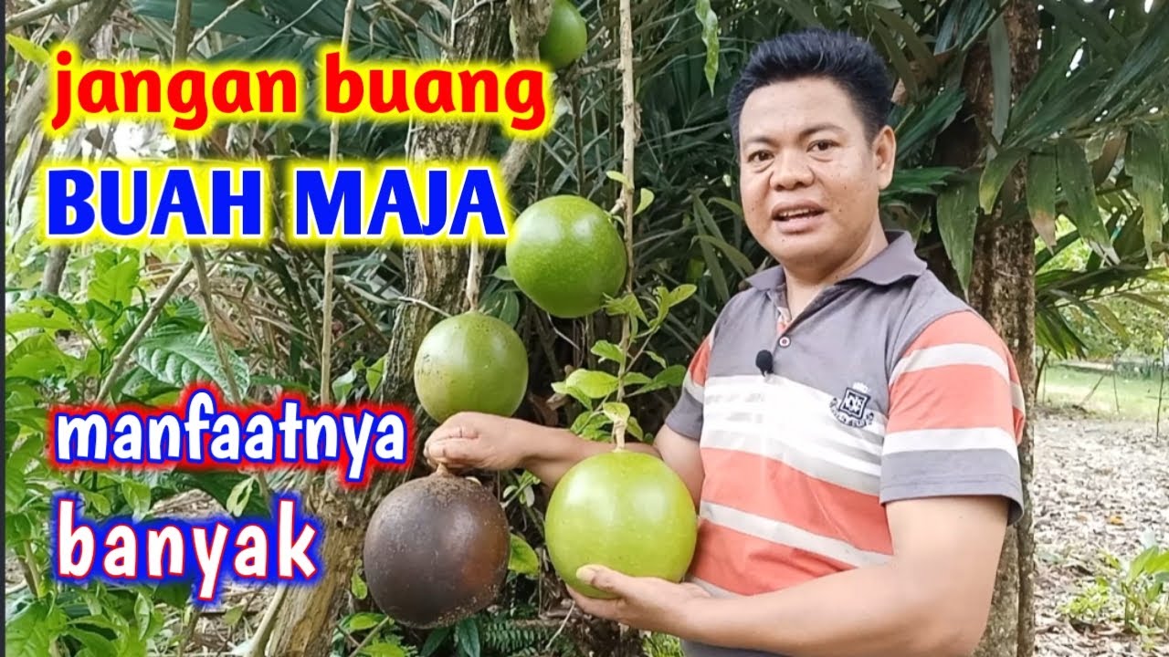 Manfaat Dan Cara Membuat Pupuk Cair Dari Buah Maja