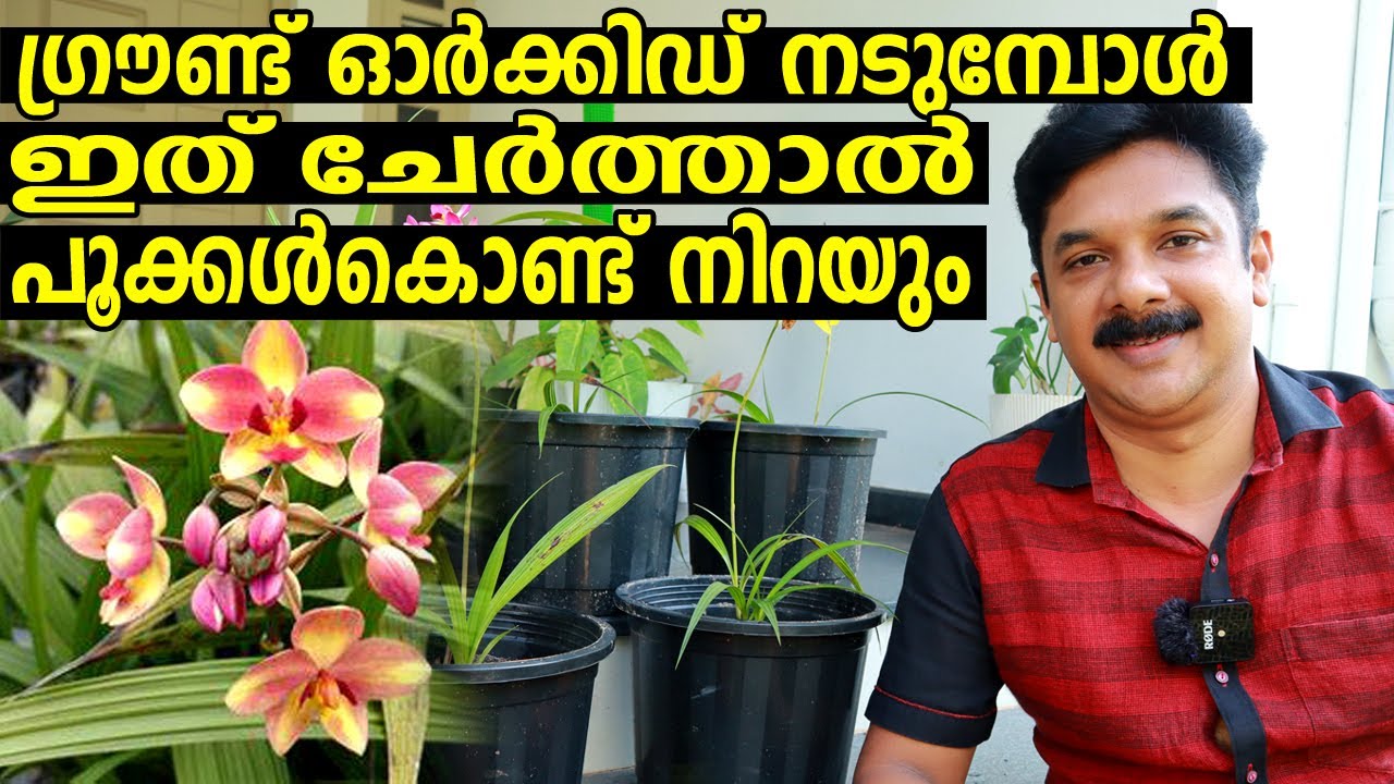 GROUND ORCHID നടുമ്പോൾ ഇതുംകൂടി കൊടുത്ത് നോക്കൂ എന്നും പൂക്കൾകൊണ്ട് നിറയും| GROUND ORCHID CARE