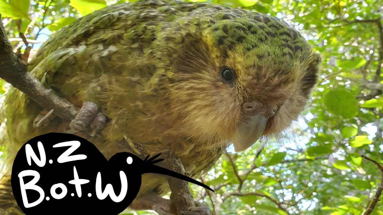 Kakapo - New Zealand Bird of the Week