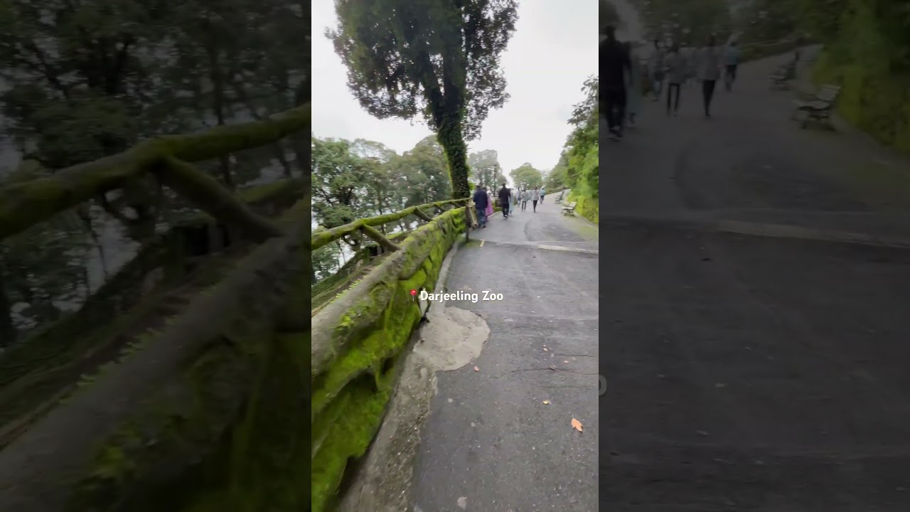 📍Darjeeling Zoo. Anyone visited this place? #travel #wanderlust #darjeeling #zoo #sikkim #trip