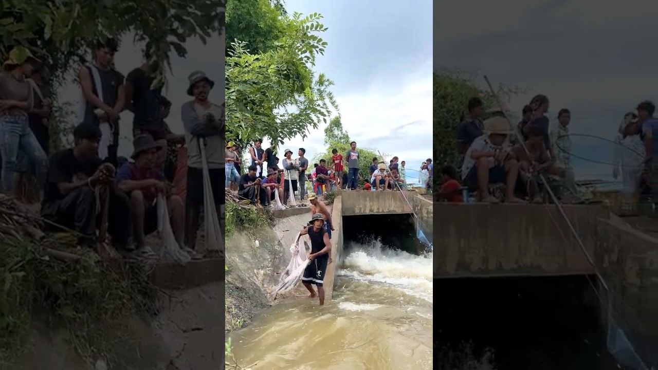 Real Life 100% Cast Net Fishing In River At The Countryside (Part 1349) #fishing #fish #new