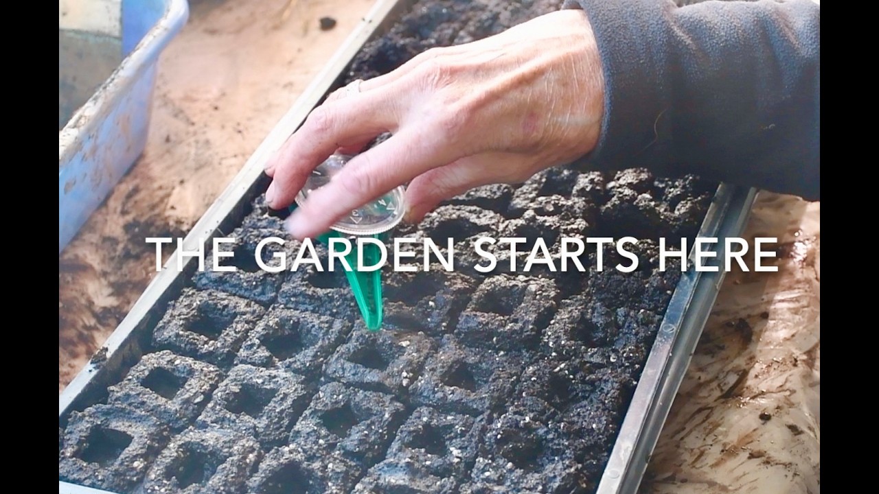 Starting Onion Seedlings Like A Gardener