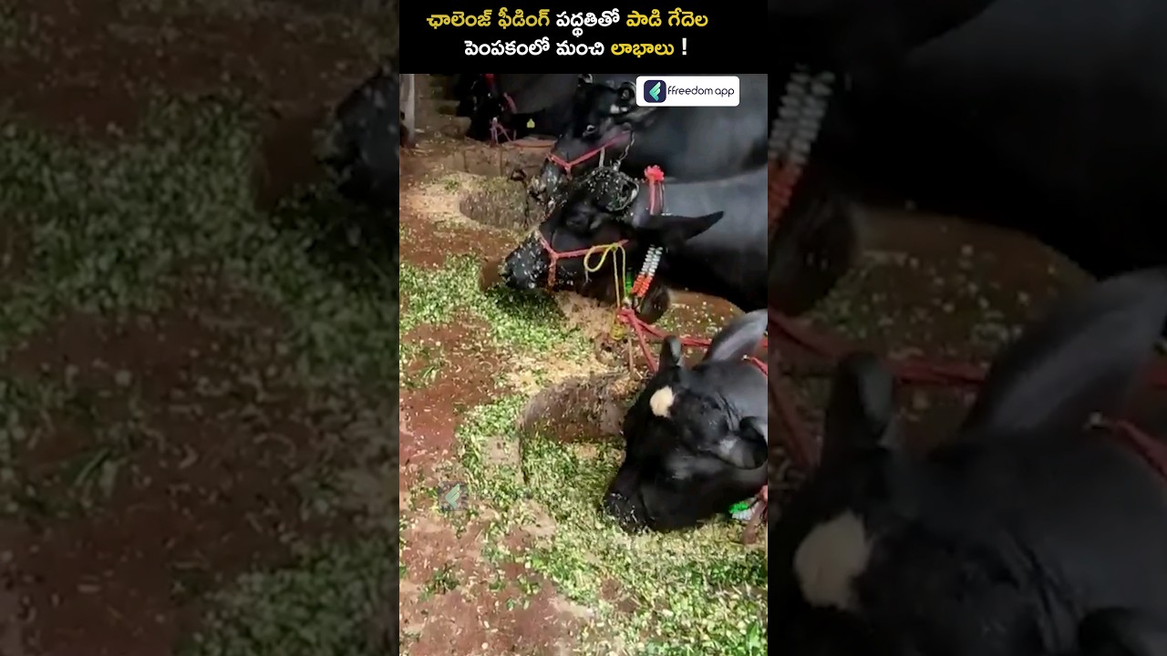 How to Increase Milk Production in Buffaloes🐃 #shorts #dairyfarming #farmingtips #trendingshorts