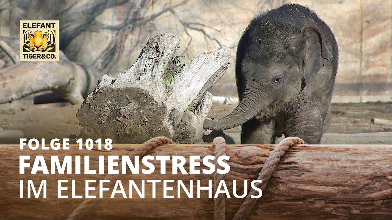 Bullen*innen - Kühe*außen (Folge 1018) | Elefant, Tiger & Co. | MDR