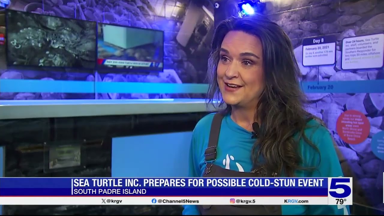 'We're ready:' Sea Turtle Inc. prepares for rescue of cold-stunned turtles