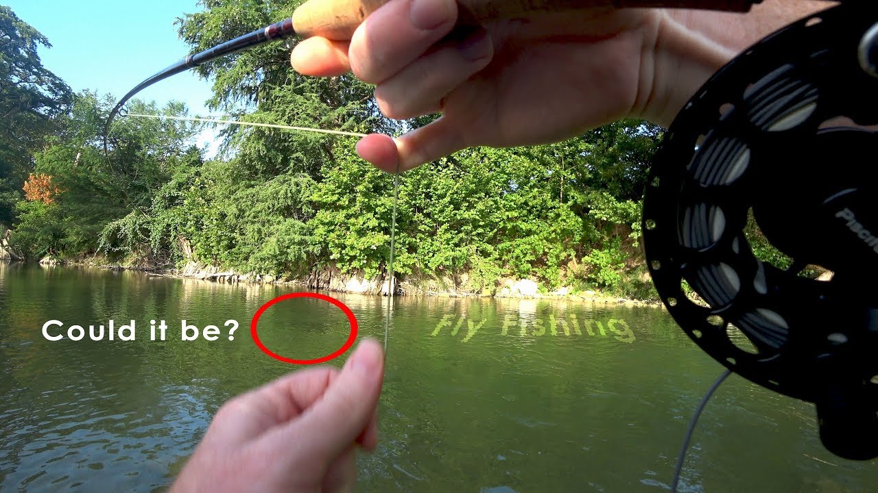 Guadalupe River FLY Fishing - Did I really just catch that?! - McFly Angler Episode 54