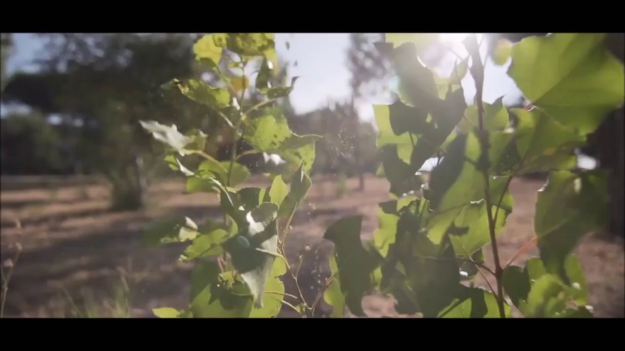 Svv x Ronine Ferrari & Plan Be - Szalona noc