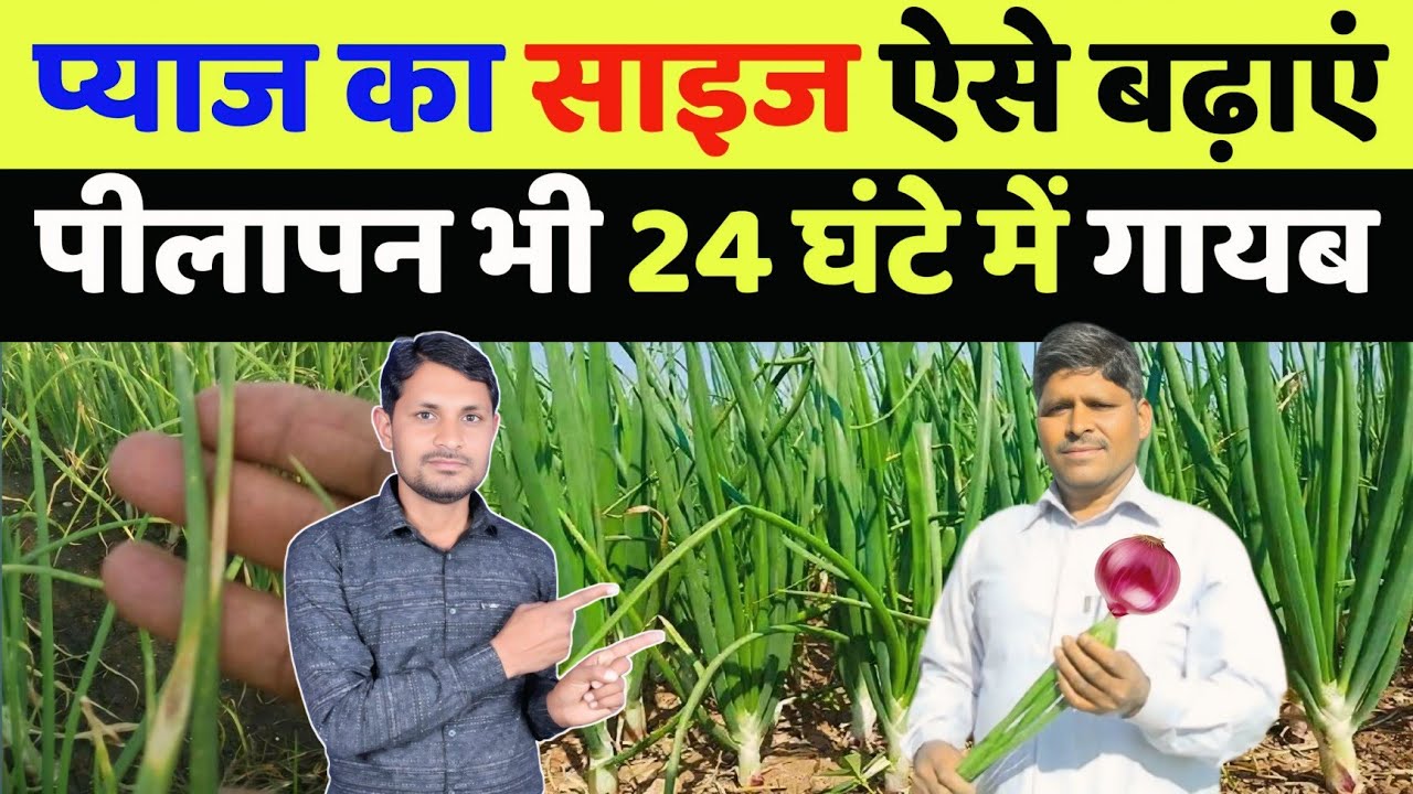 प्याज का पीलापन हटाने का बेस्ट फार्मूला | pyaj me pilapan kaise dur kare | pyaj me konsa khad dale