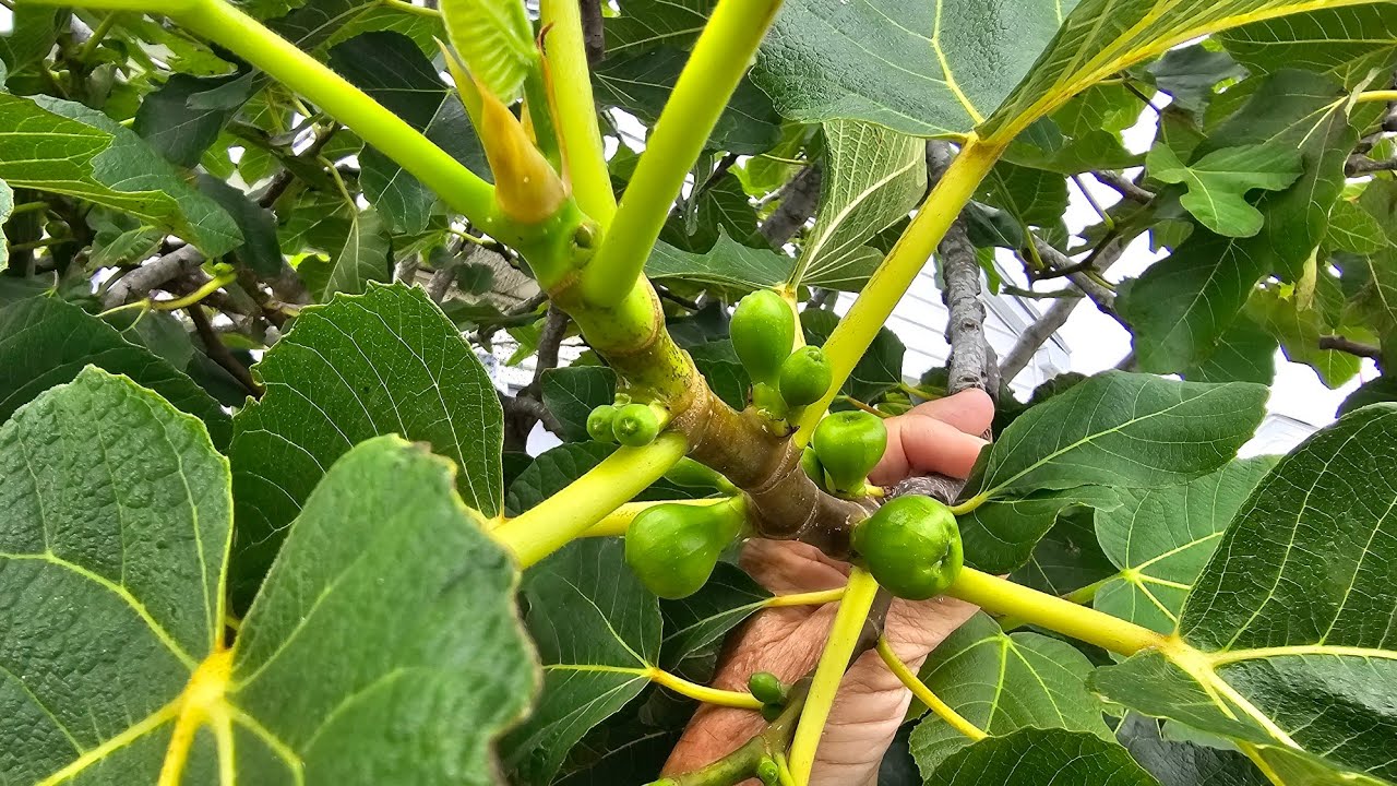Let's Fertilize Some Figs!