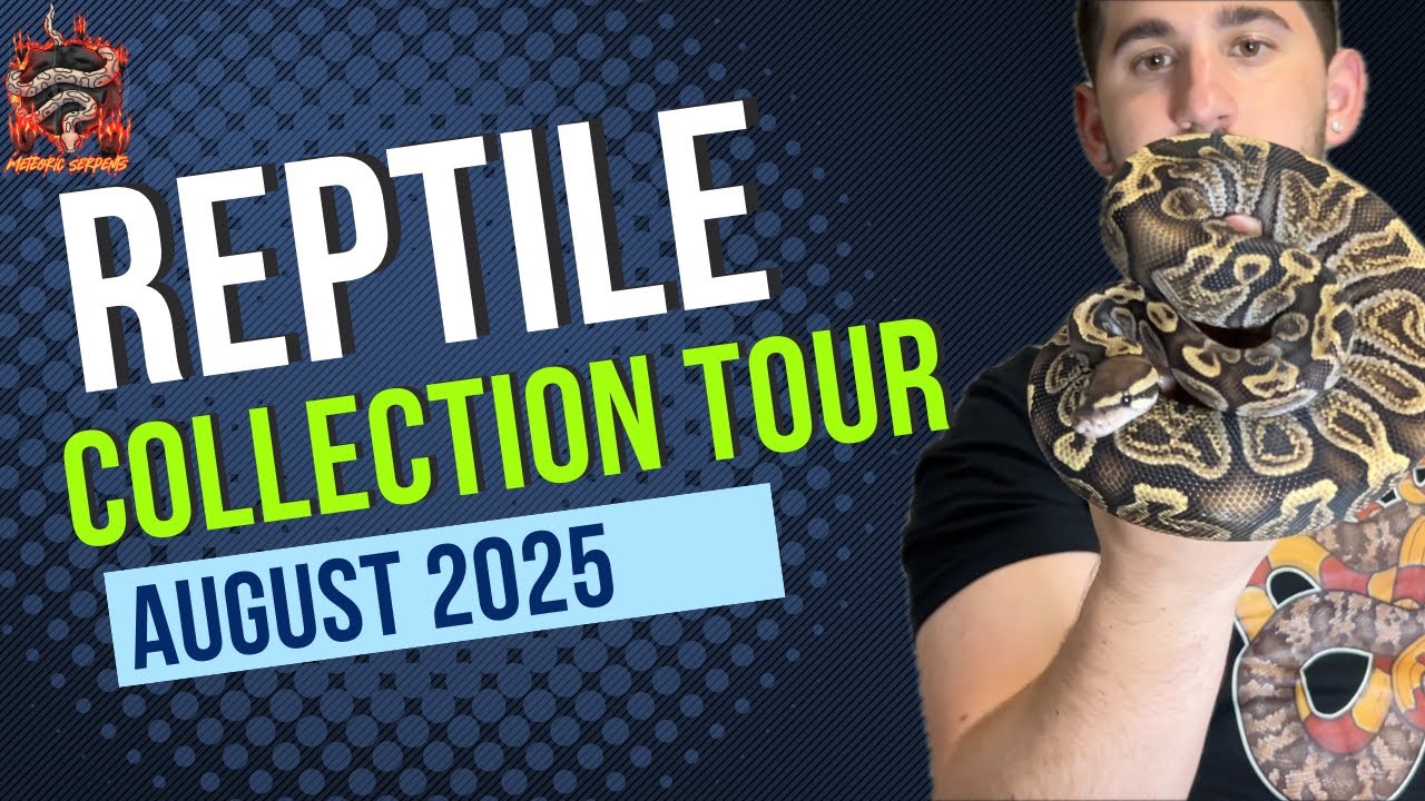 FULL REPTILE COLLECTION TOUR - *ALL MY SPECIES* - AUGUST 2025 (Rarer Colubrids & Ball Pythons)