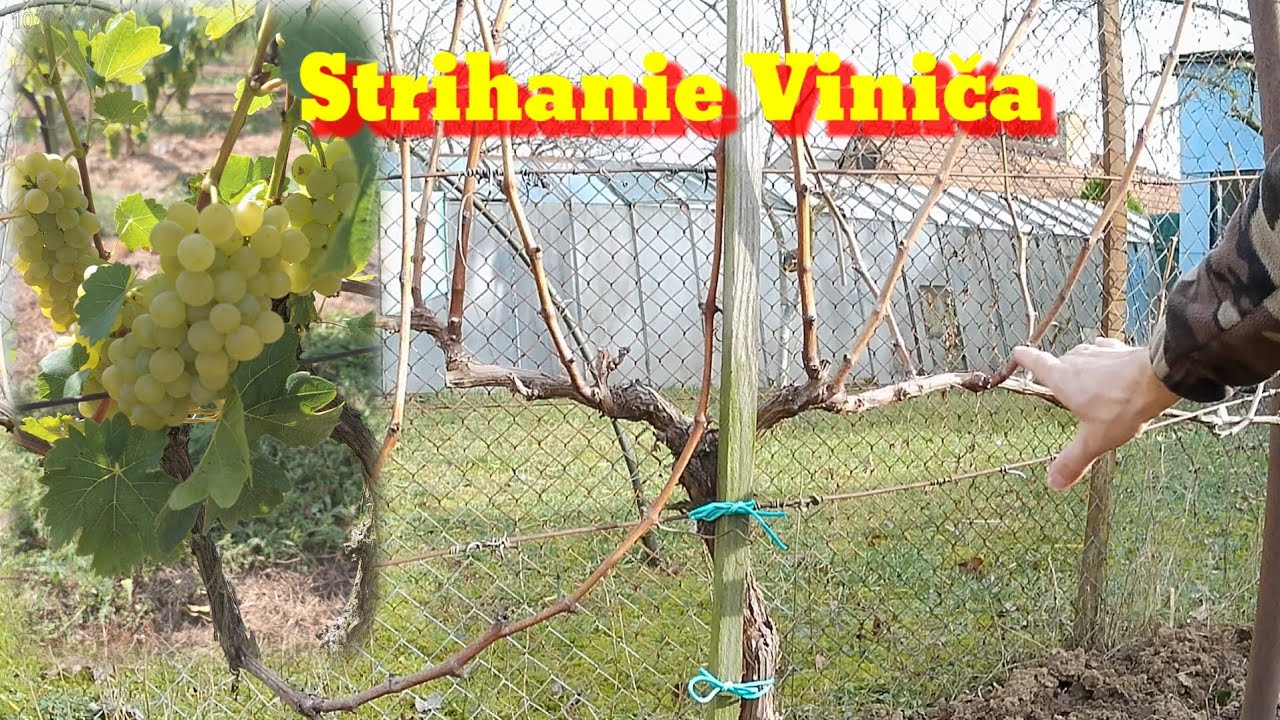 Ako strihať vinič - muštová odroda.