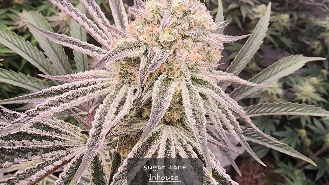 Inhouse Genetics day 51 flower!