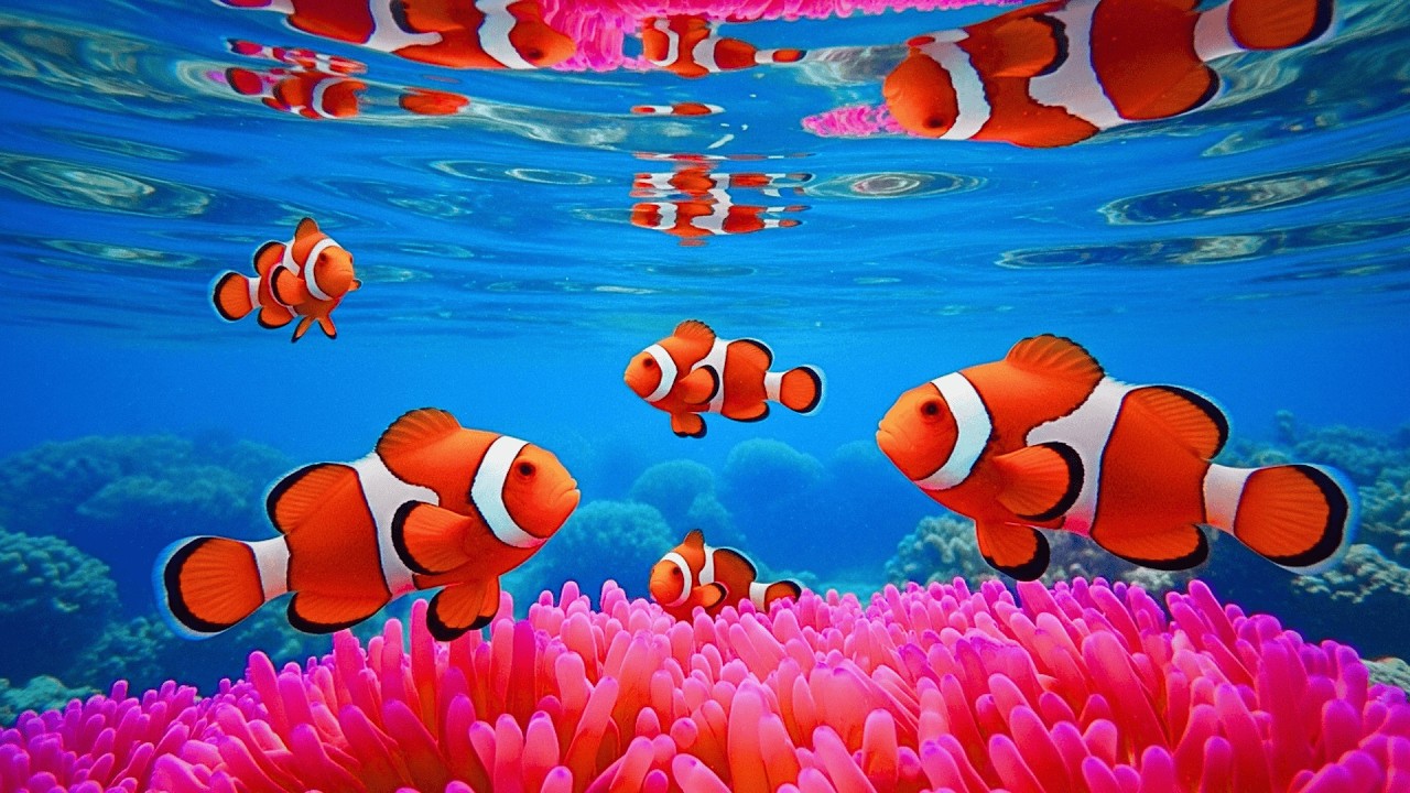 The Best 4K Aquarium 🐠 Discover Stunning Jellyfish,Vibrant Coral Reefs & Exotic Ocean Life