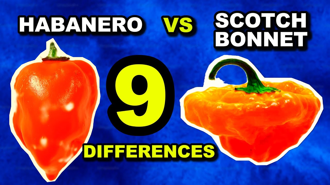 Habanero vs Scotch Bonnet: 9 Differences