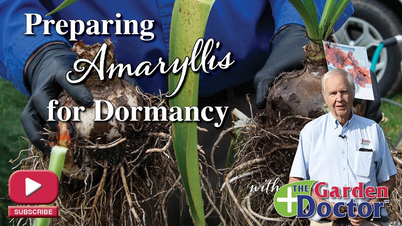 Preparing Amaryllis for Dormancy