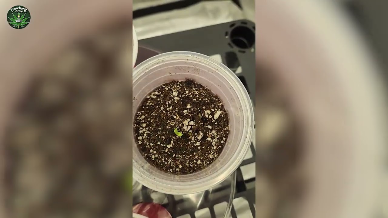 homegrown Cannabis from seed